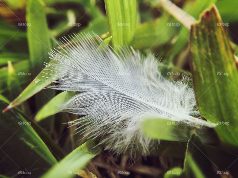 Feather of bird