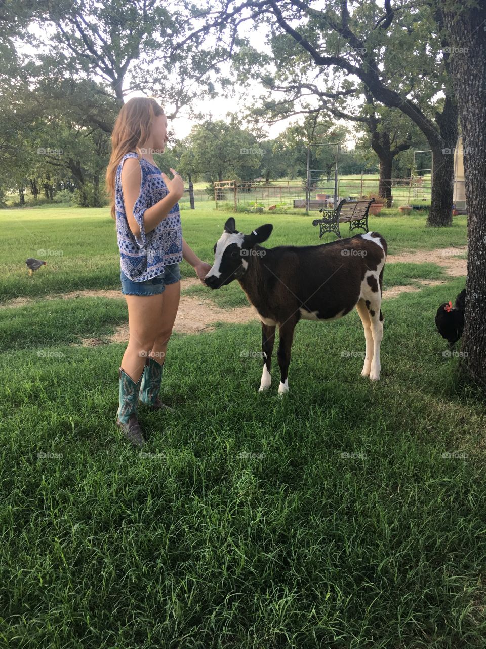 Girl playing with baby cow in the country 