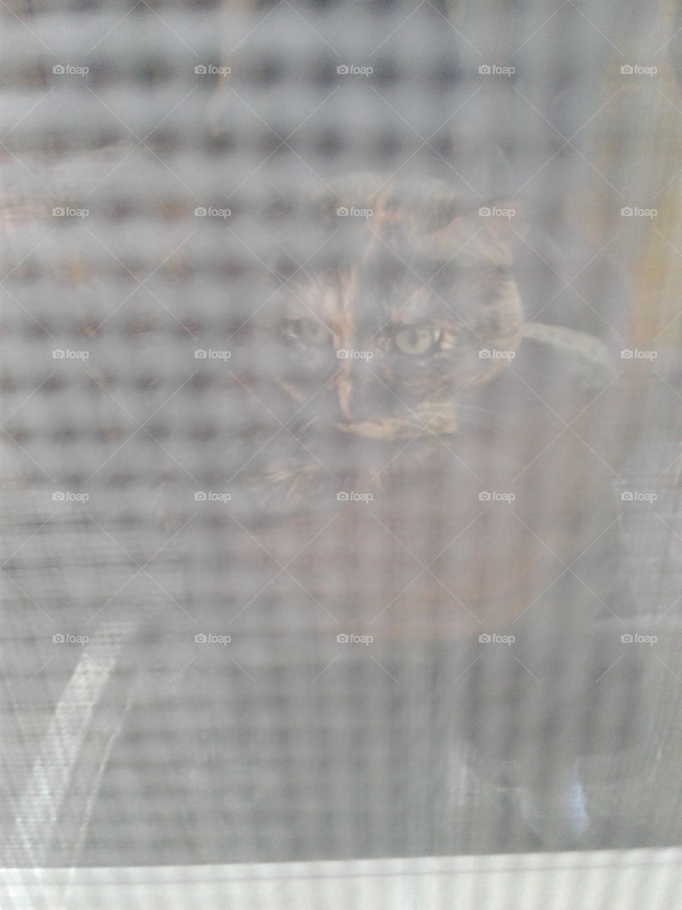 cat behind window screen