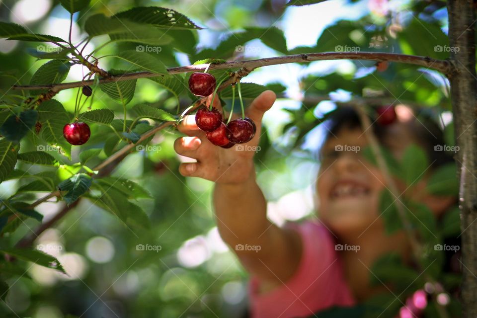 Girl picking up cherries from a tree