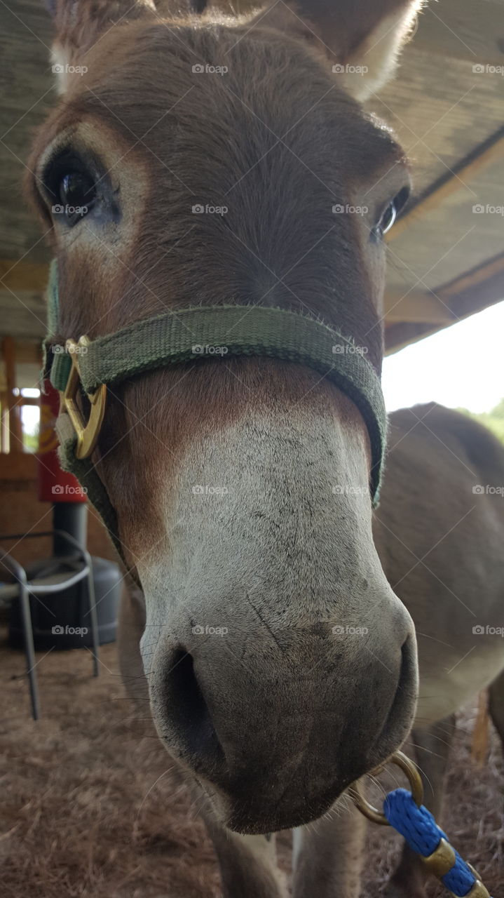donkey