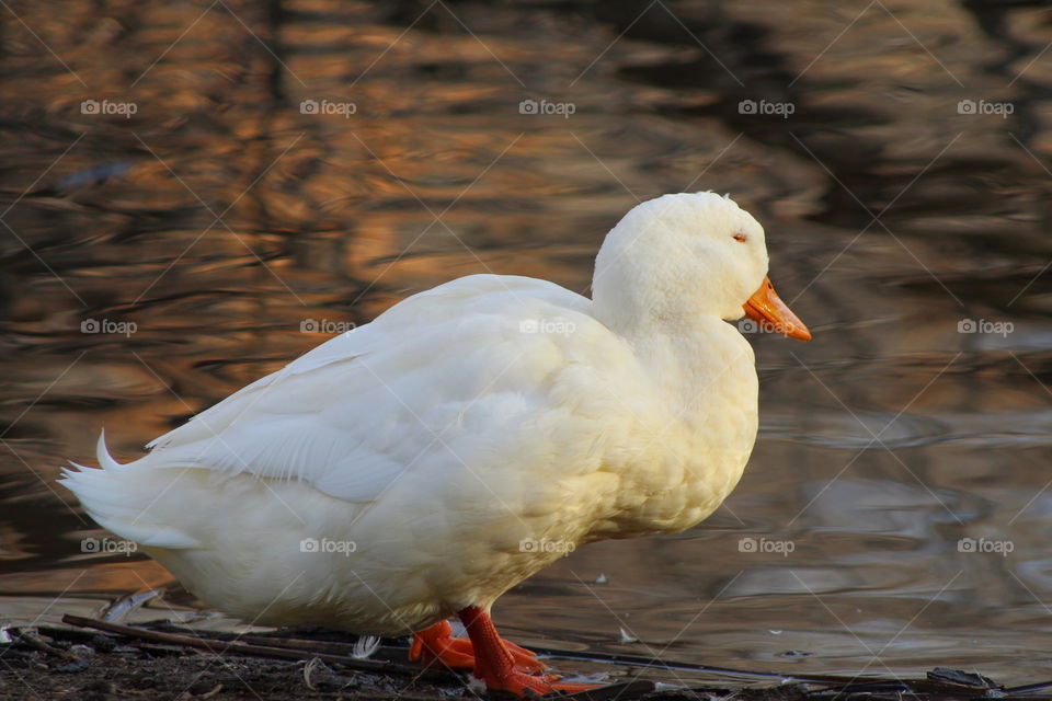 Ducky!