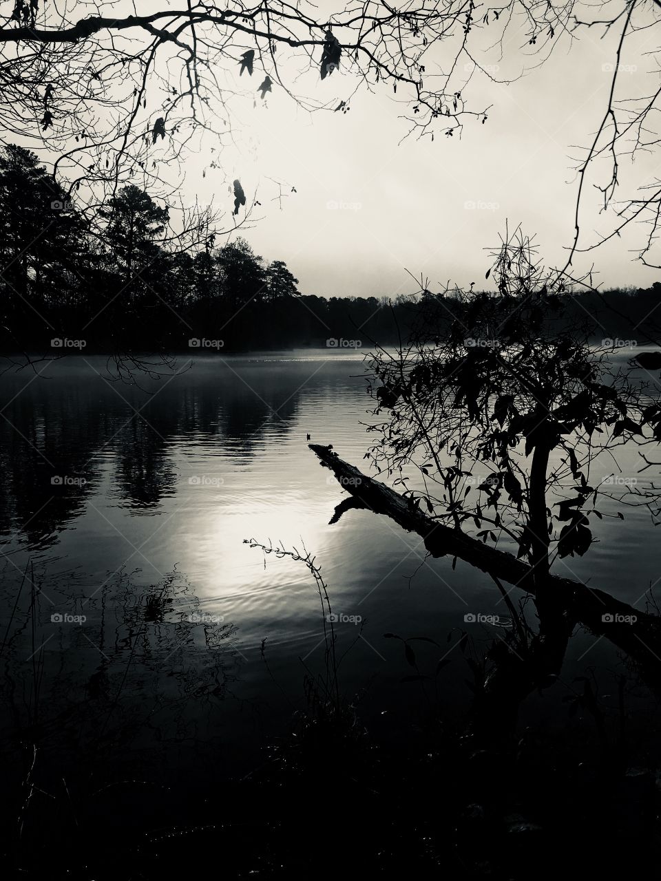 Black and white of a misty morning at the lake 