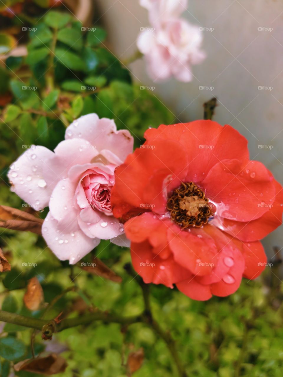 red and pink rose flower