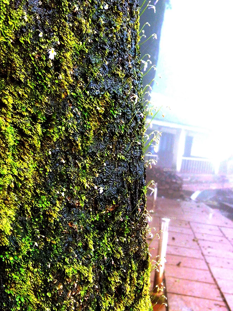 wall