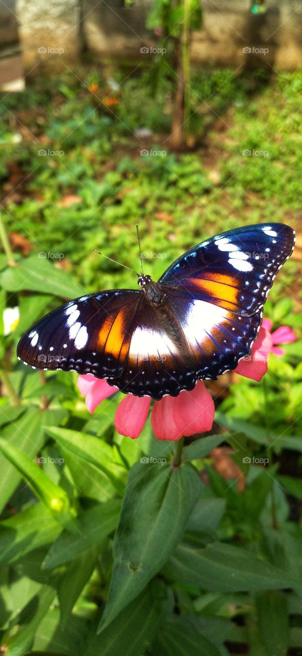 Beautiful butterflies with colorful wings decorate the garden