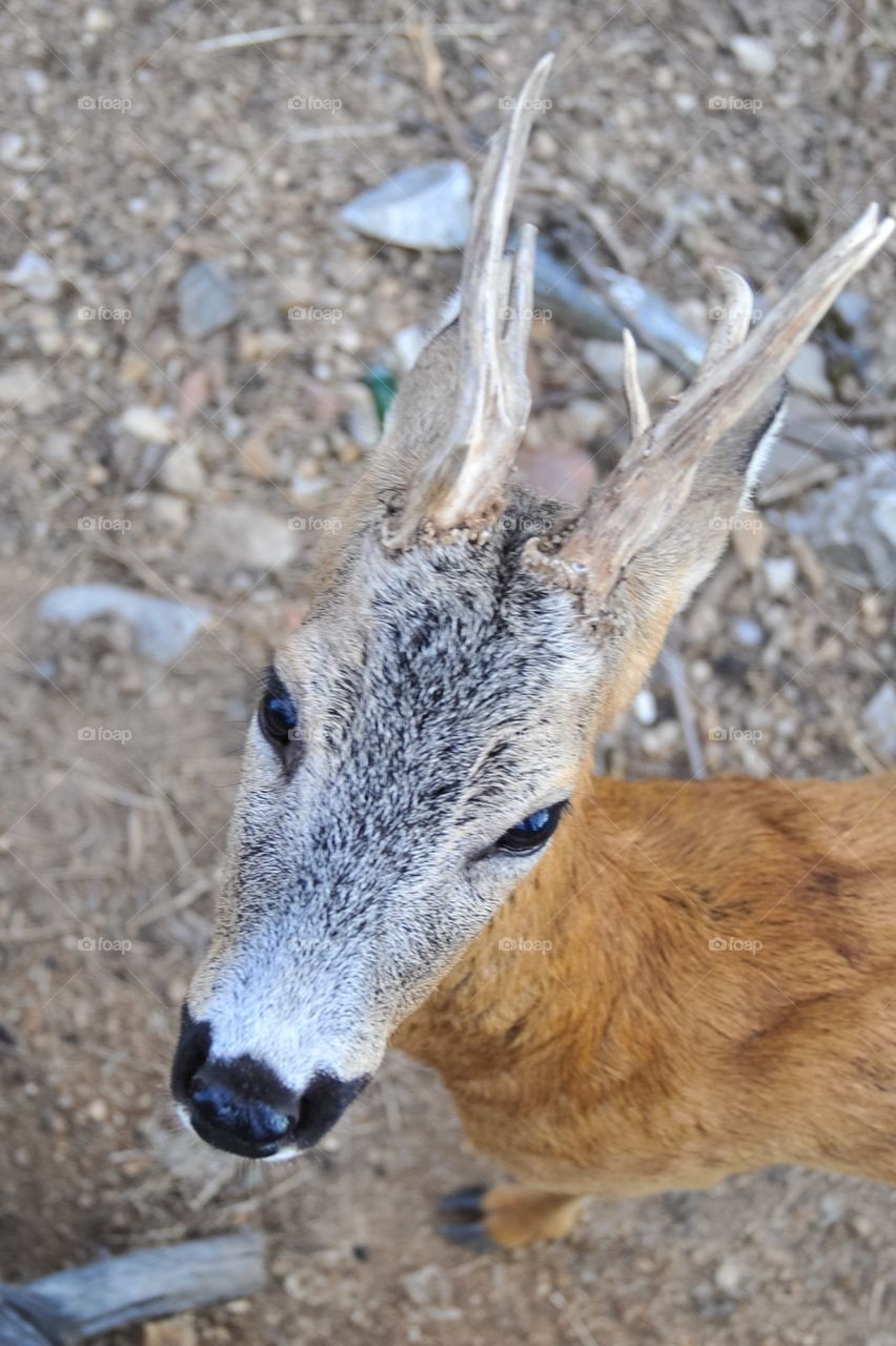 Roe deer. Little roe deer