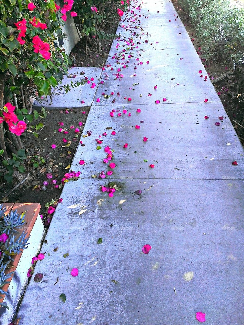 Petal Perfect Path