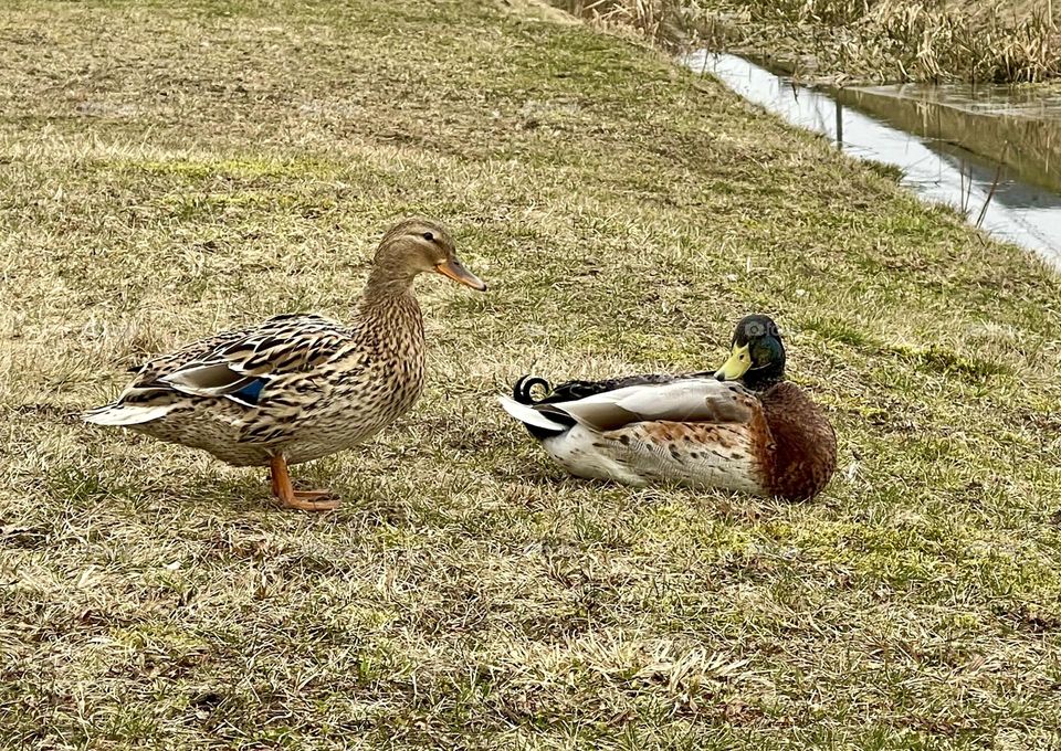 Ducks couple on the grass near the river 