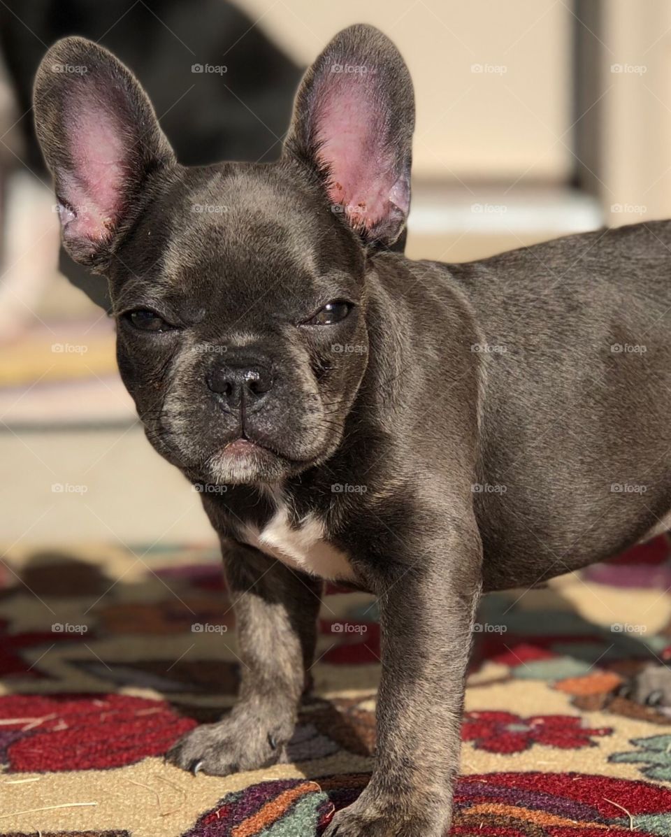Fierce Frenchie 