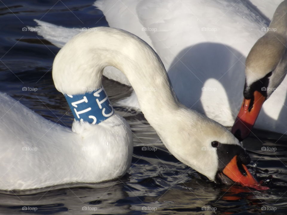 Swans swim in the pond