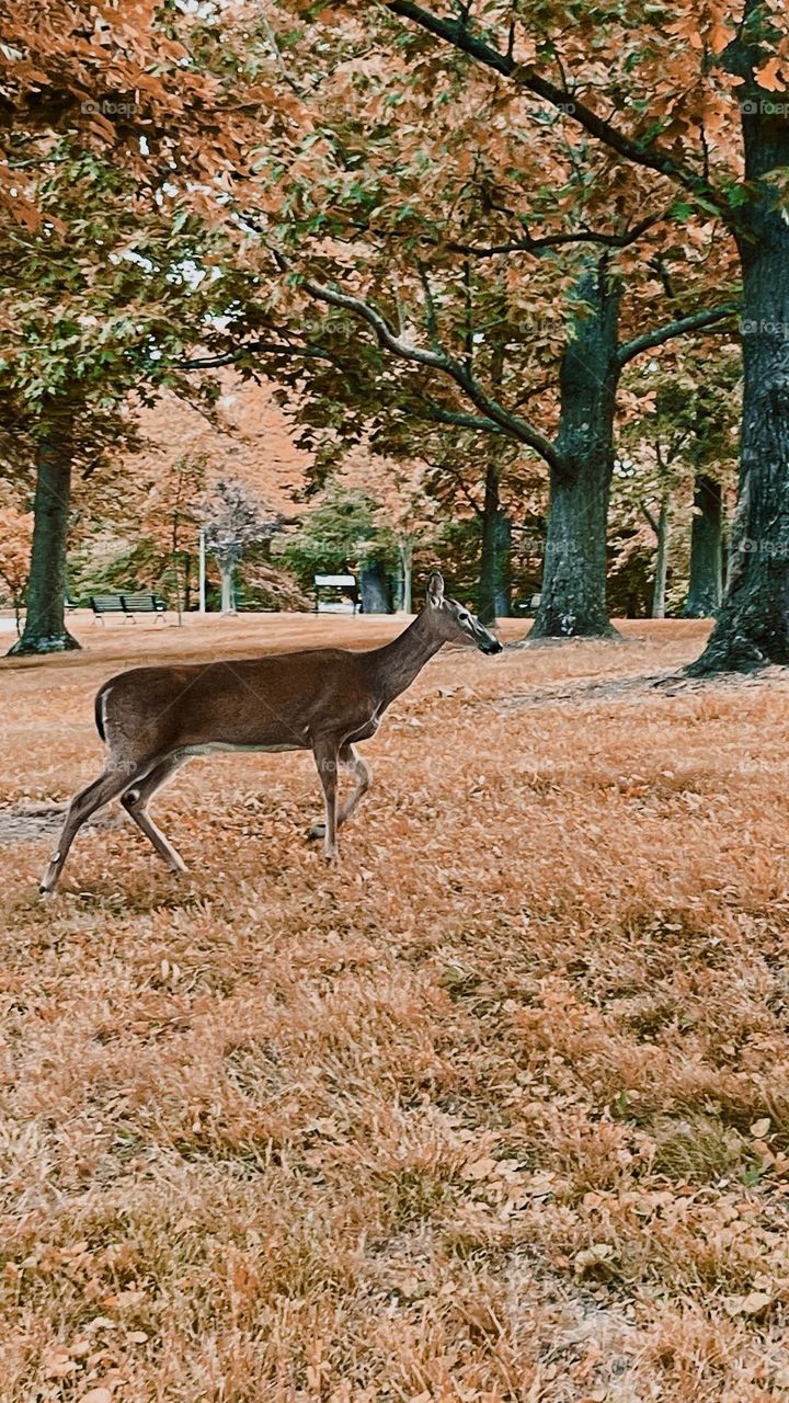 Nature walks