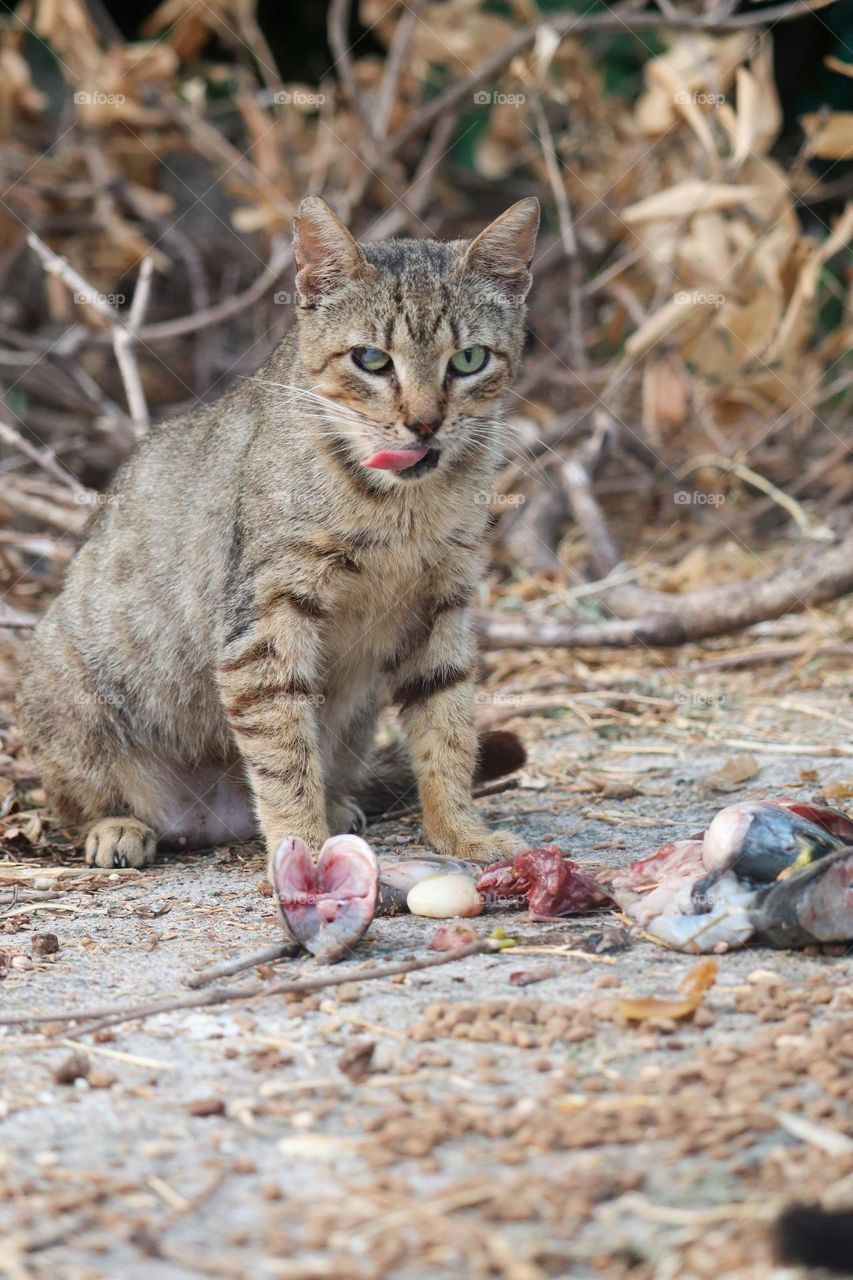 Cat eating fish