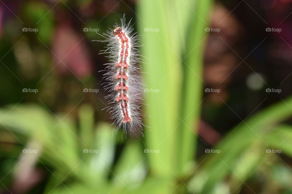 insects of India ... hanging in the air 🙂