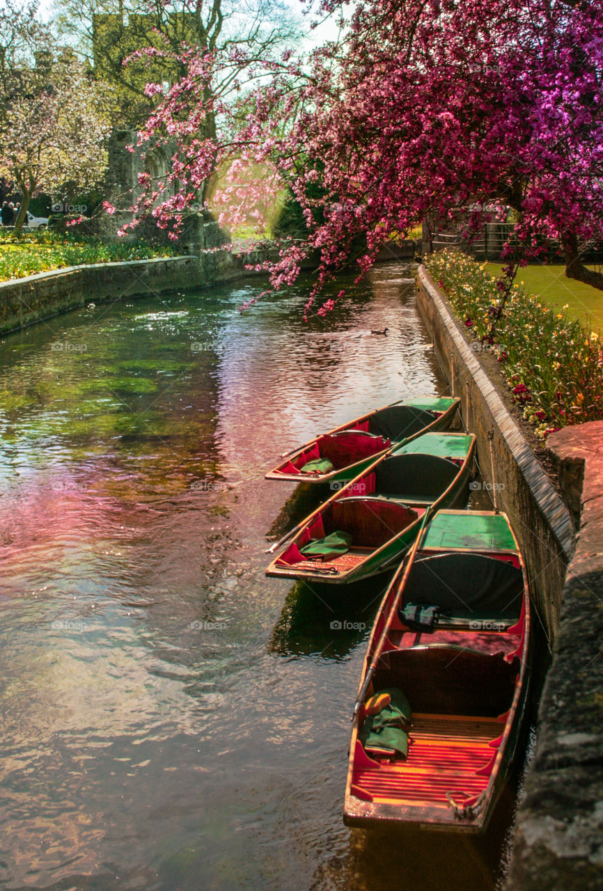 3 gondolas sit under a pink blossomed tree on the Great Stour river at Canterbury, UK 
