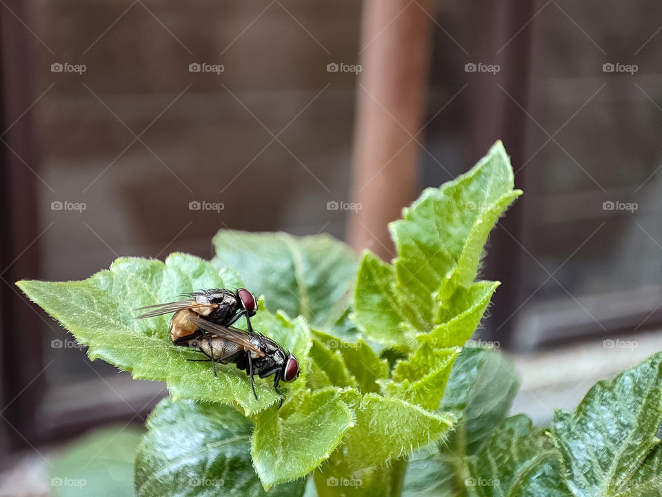 Macro image of Flies matting on the leaf of a plant