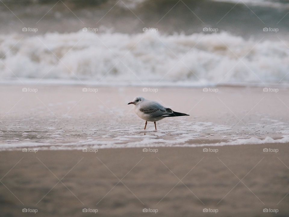 Lonely seagull in seaside 