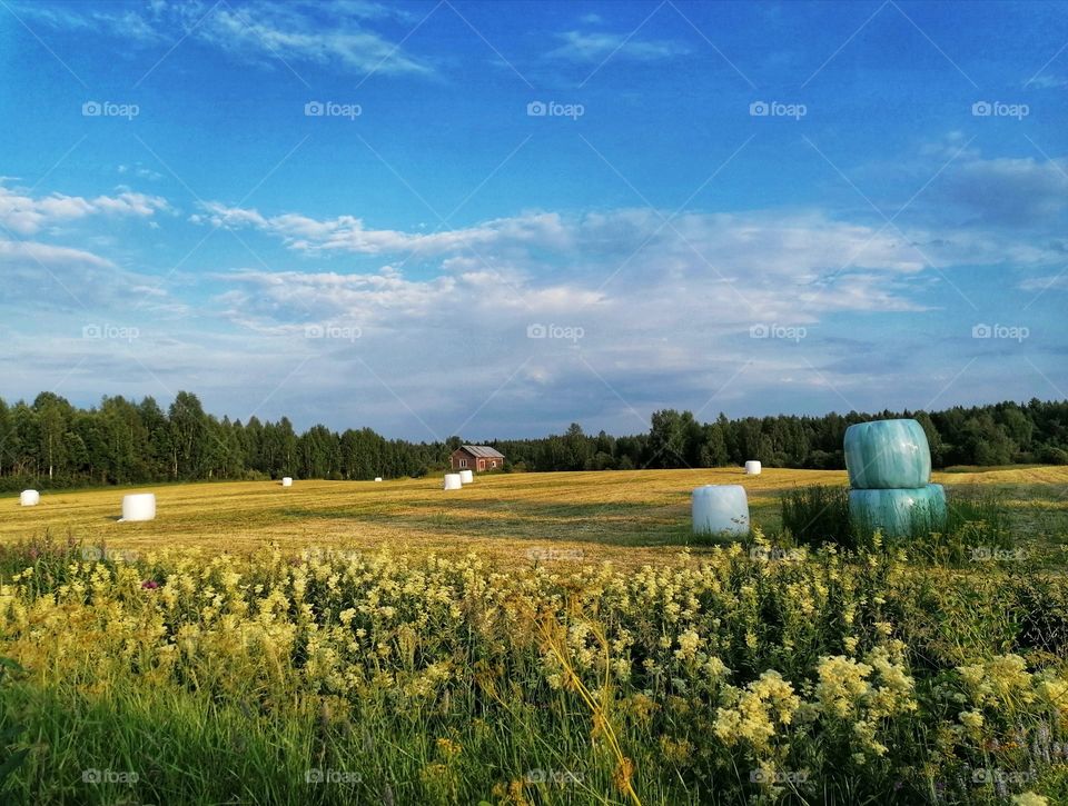 Hay bales in the field