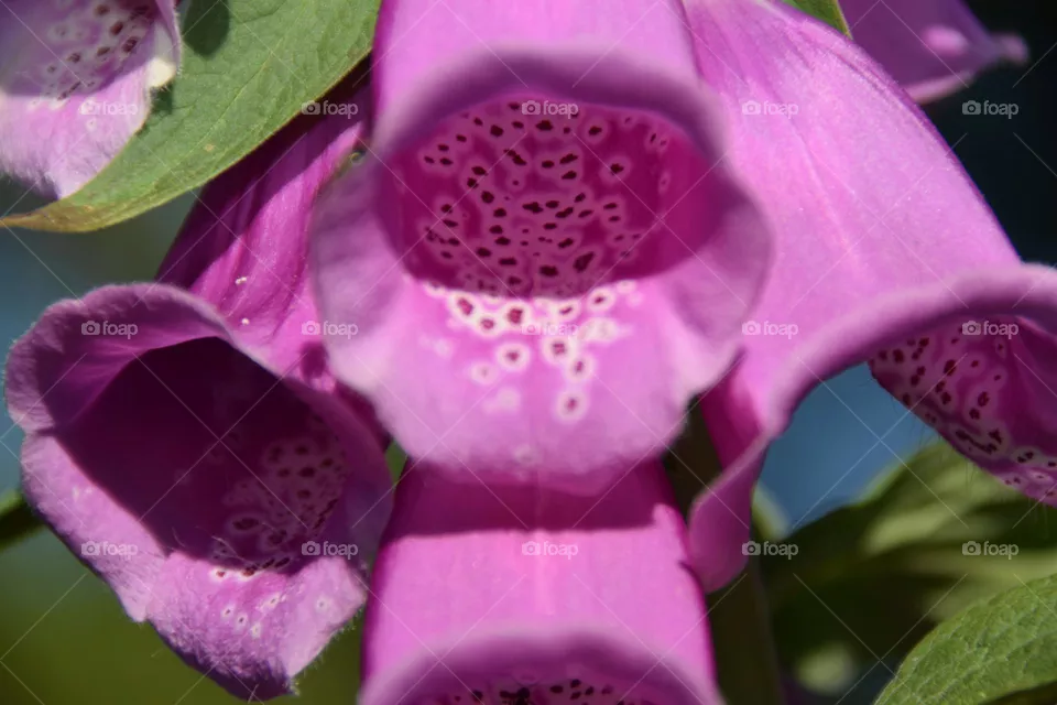 Wildflower