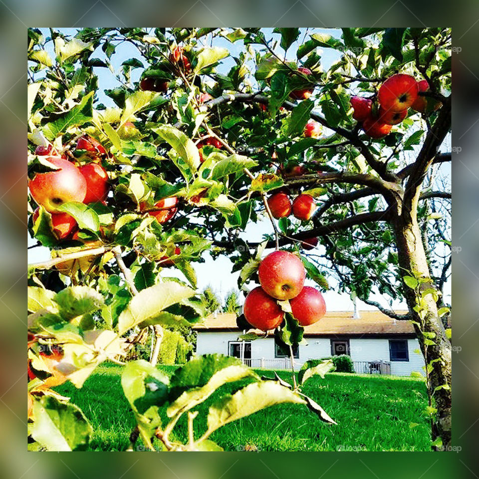  Bright red delicious ripe apples hanging on an apple tree ready to be picked.