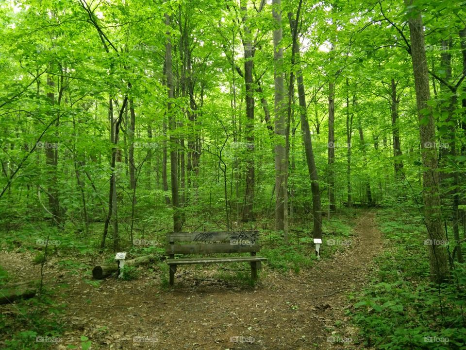 Bench in the woods
