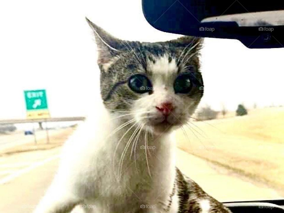 Meet Miracle found under a abandoned home. Nursed her from a baby and I am not a cat person. Miracle was part human being. She loved chilling on the dash board and drives. She would sit there as a baby. One day someone stole Miracle