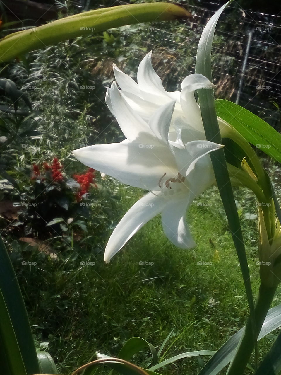 pure white Lily such an elegant flower the color pops against the green background