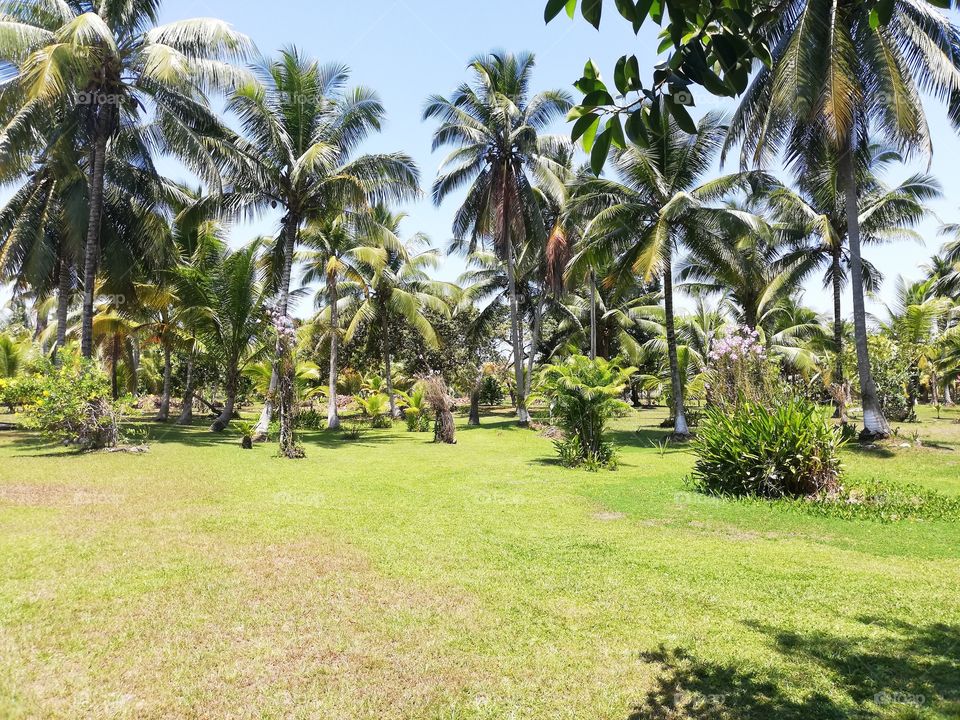 Masca flora, Honduras