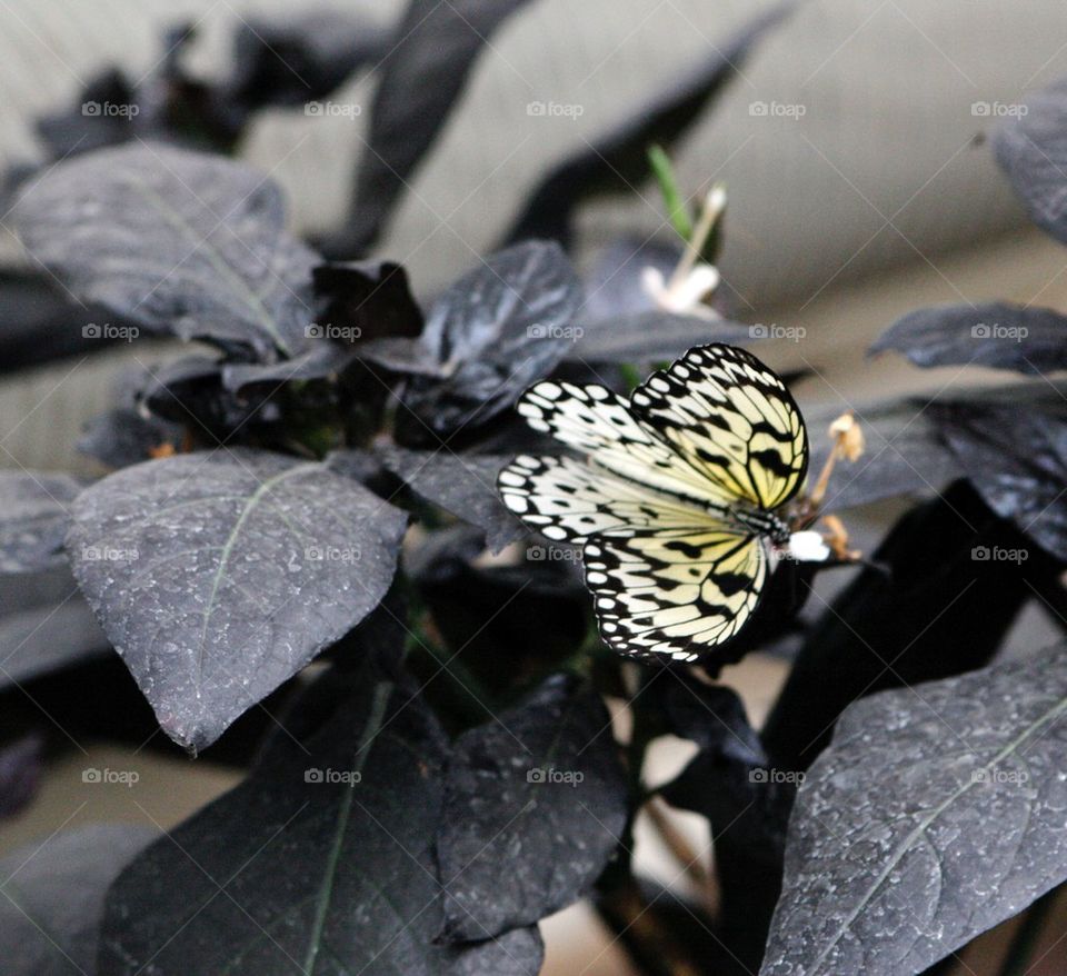 Butterfly on a leaf
