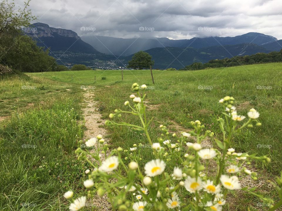 White wild flowers before storm