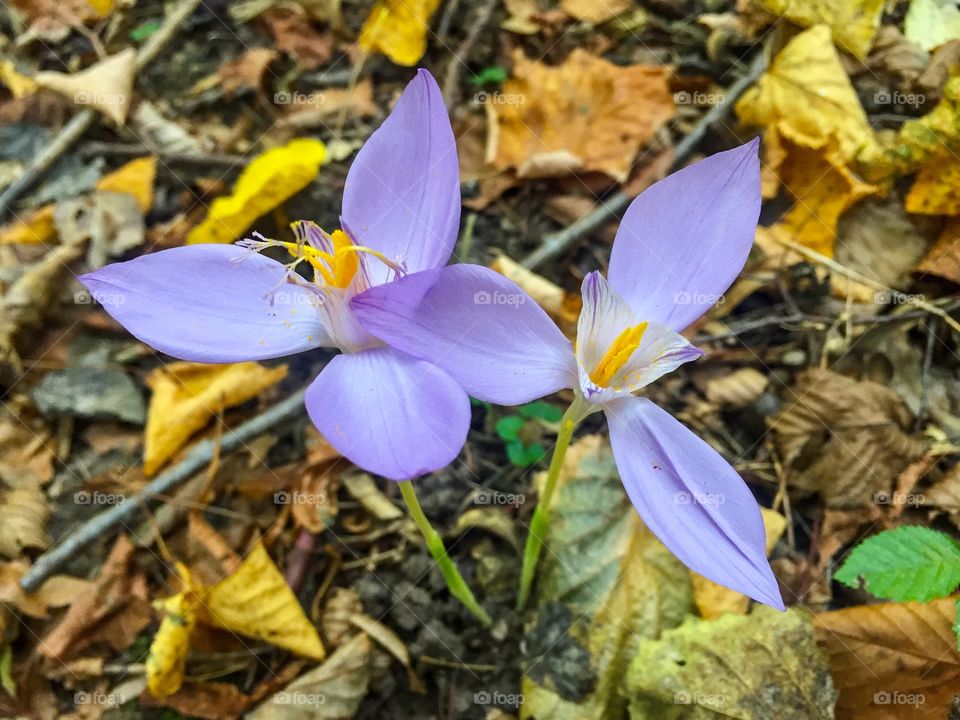 Two autumn crocuses in the forest surrounded by yellow leaves