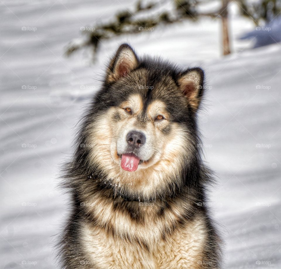 alaskan malamute portrait