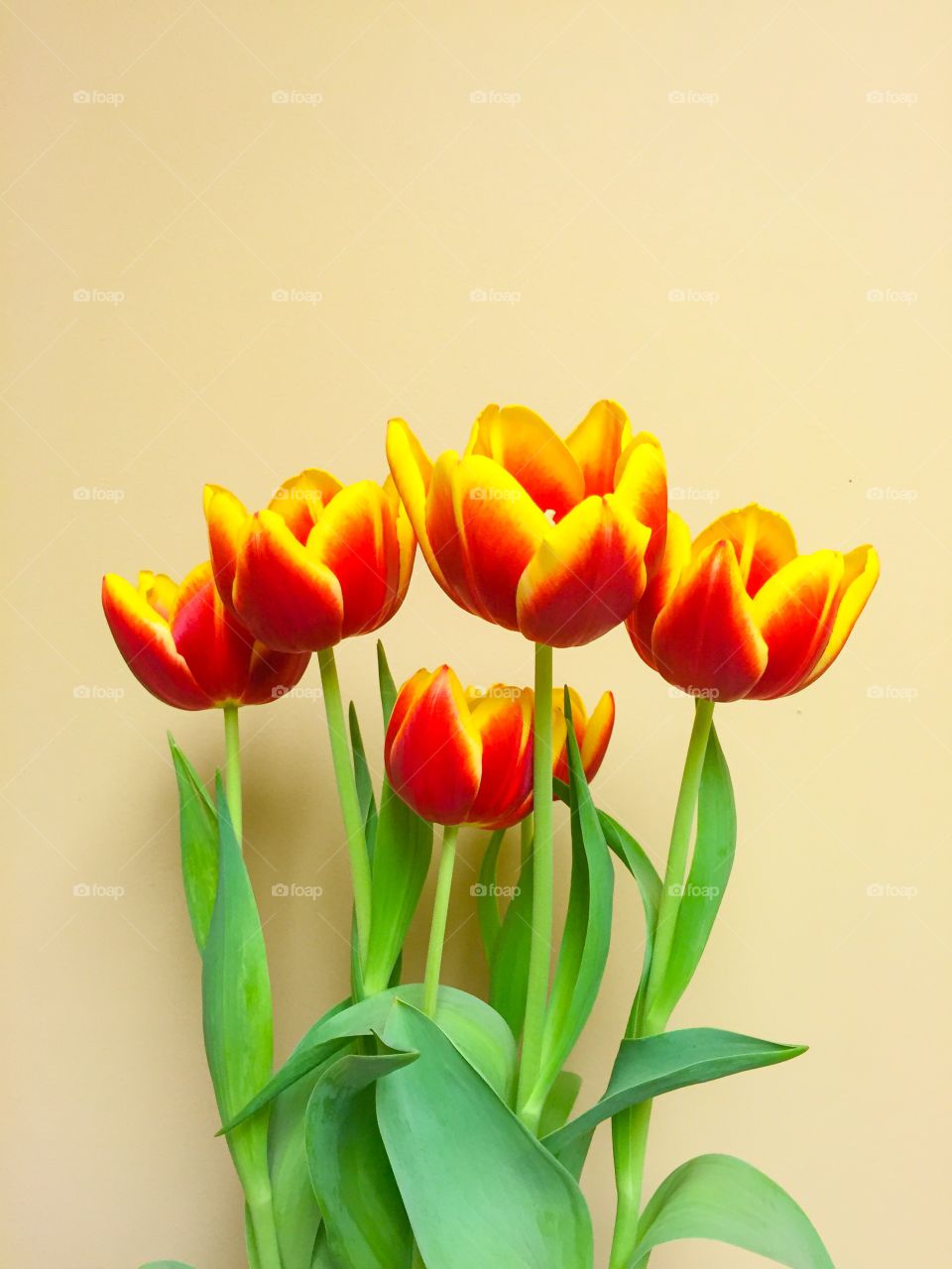 Easter tulips against yellow background