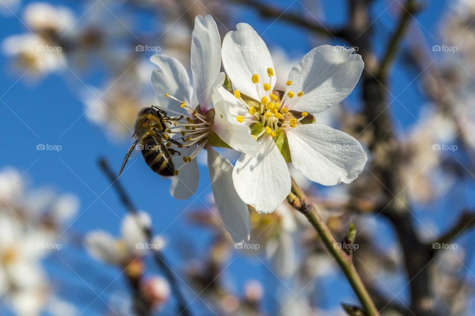 Spring flower with a bee.