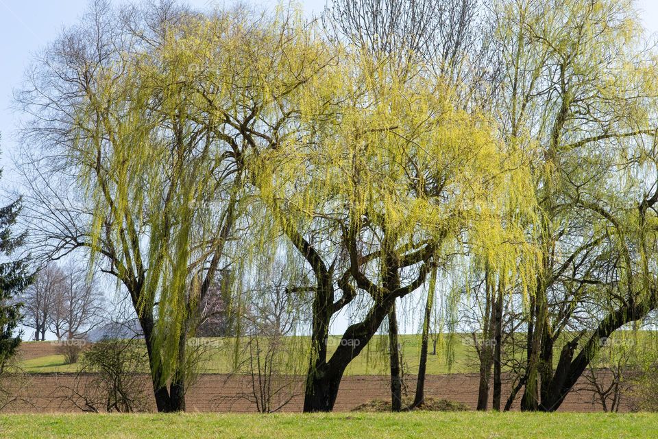 weeping willow in spring