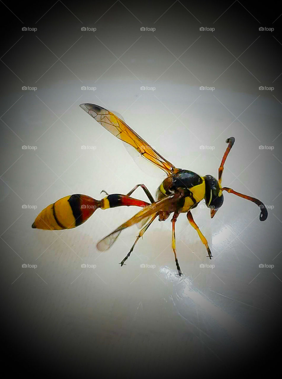 Wasp