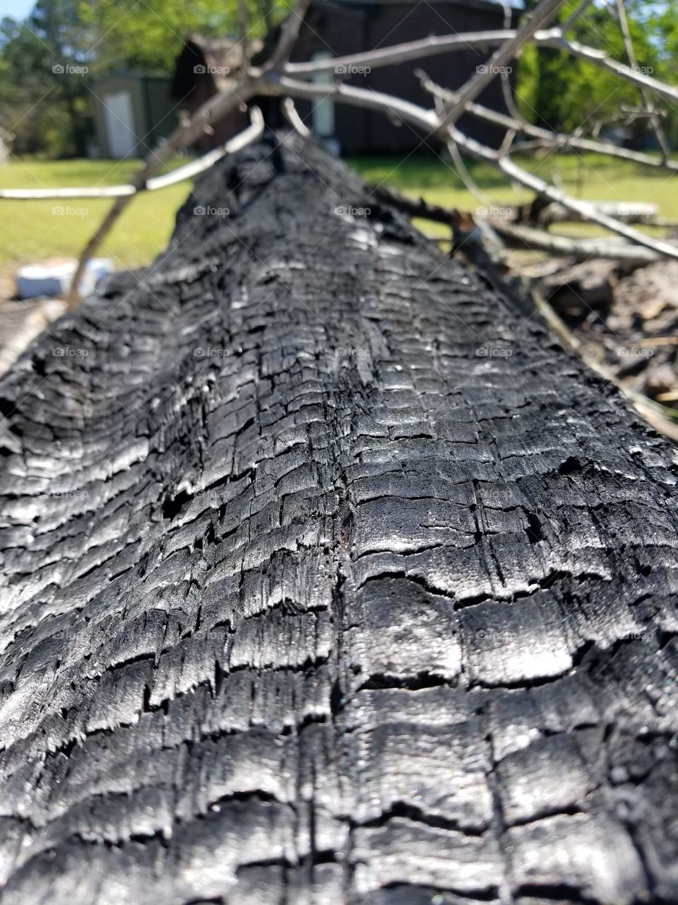 burnt log