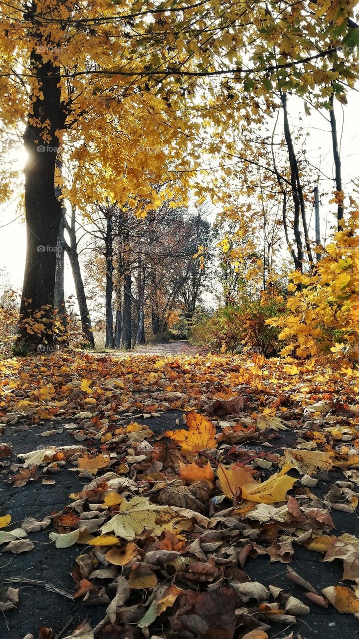 The golden autumn has come. Yellow leaves sparkle in the sun, fall and rustle underfoot.