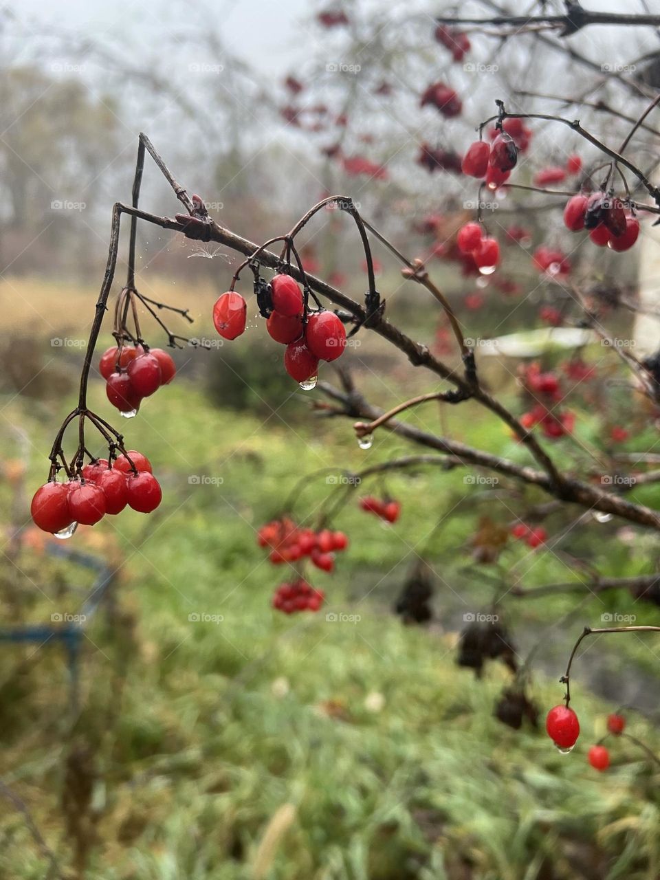 One more rainy summer evening with water drops and red berries in cozy village garden