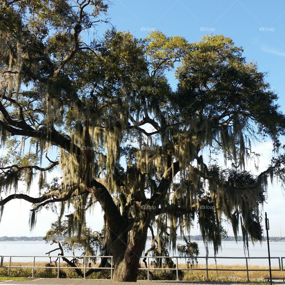 Lake Howard