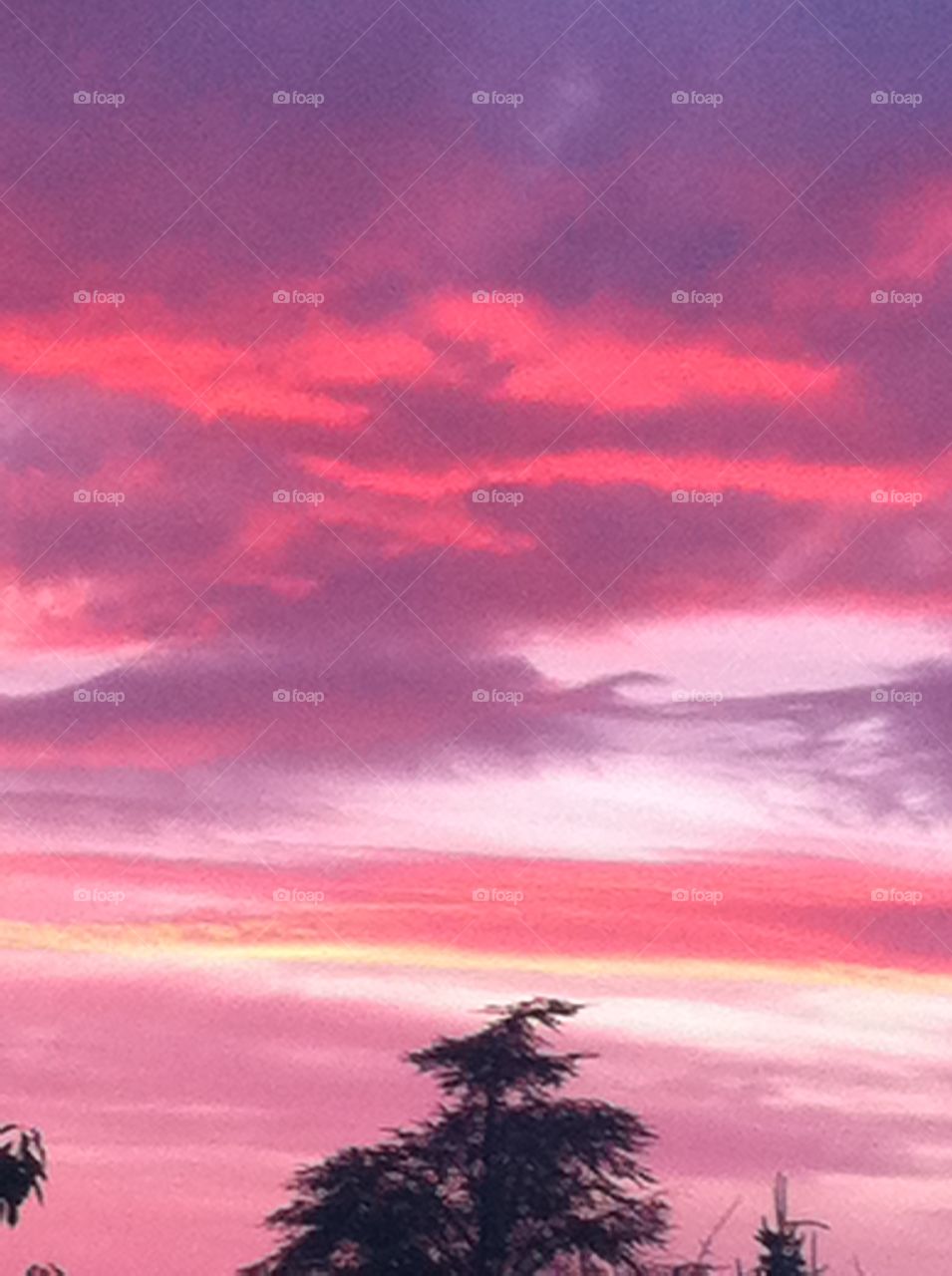 Cedar and pinky sky 