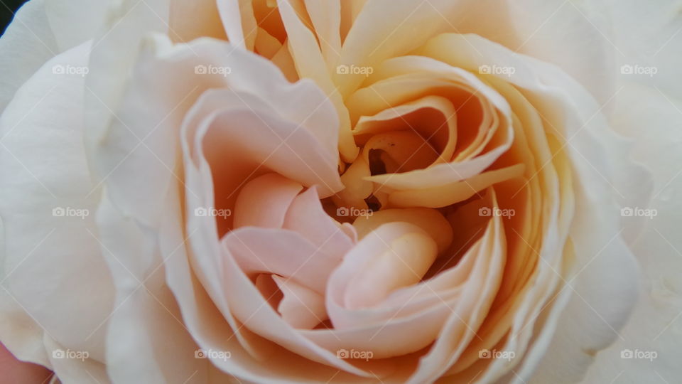 Peach Roses
Appreciation, Sincerity, Gratitude, Modesty
Peach roses are often sent as gesture of appreciation or gratitude rather than as a token of love. Their gentle yet pleasing color can also be sent as an expression of sympathy. These subtle, gorgeous blooms are ideal to say “thanks!” or to show how much you miss a dear friend. Choose from the palest peach of Champagne; the spray rose Porcelina, with up to five stunning peach blooms on each stem; and the deeper peach of the flawless Orsiana.