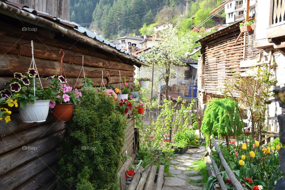 Spring Urban Nature, Plants, Bulgaria