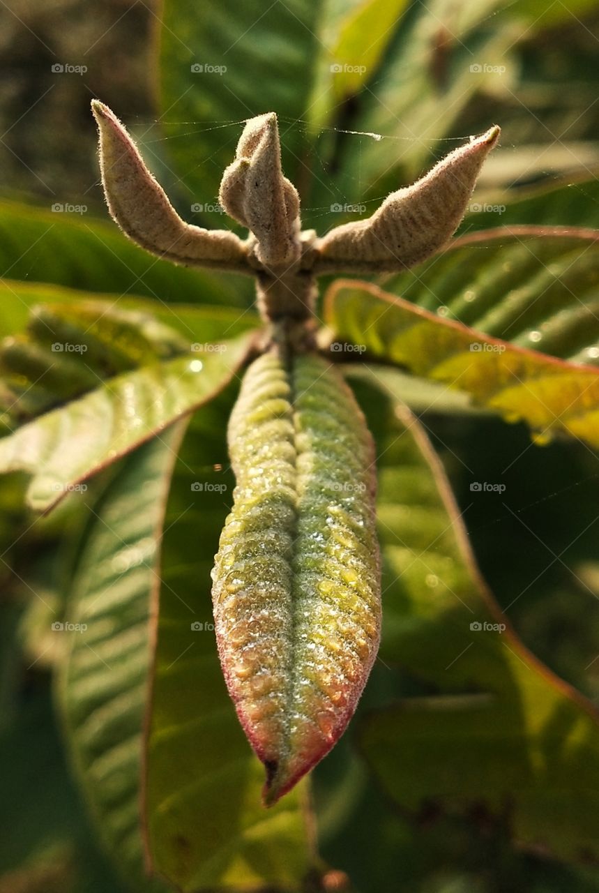 Portrait of a Guava leaf plant.😍 I just love the shape of the nature's beauty.💚📸🌟