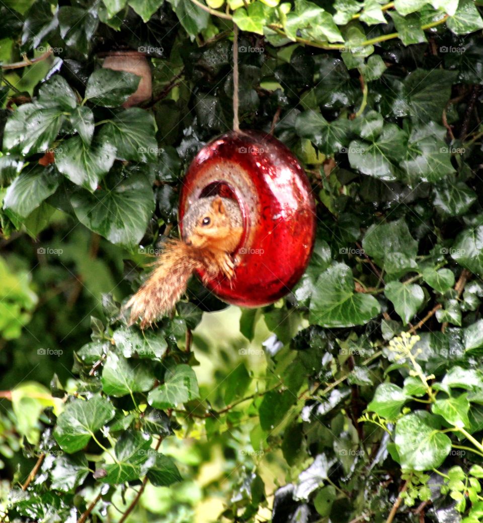 Resident squirrel in Red Feeder 