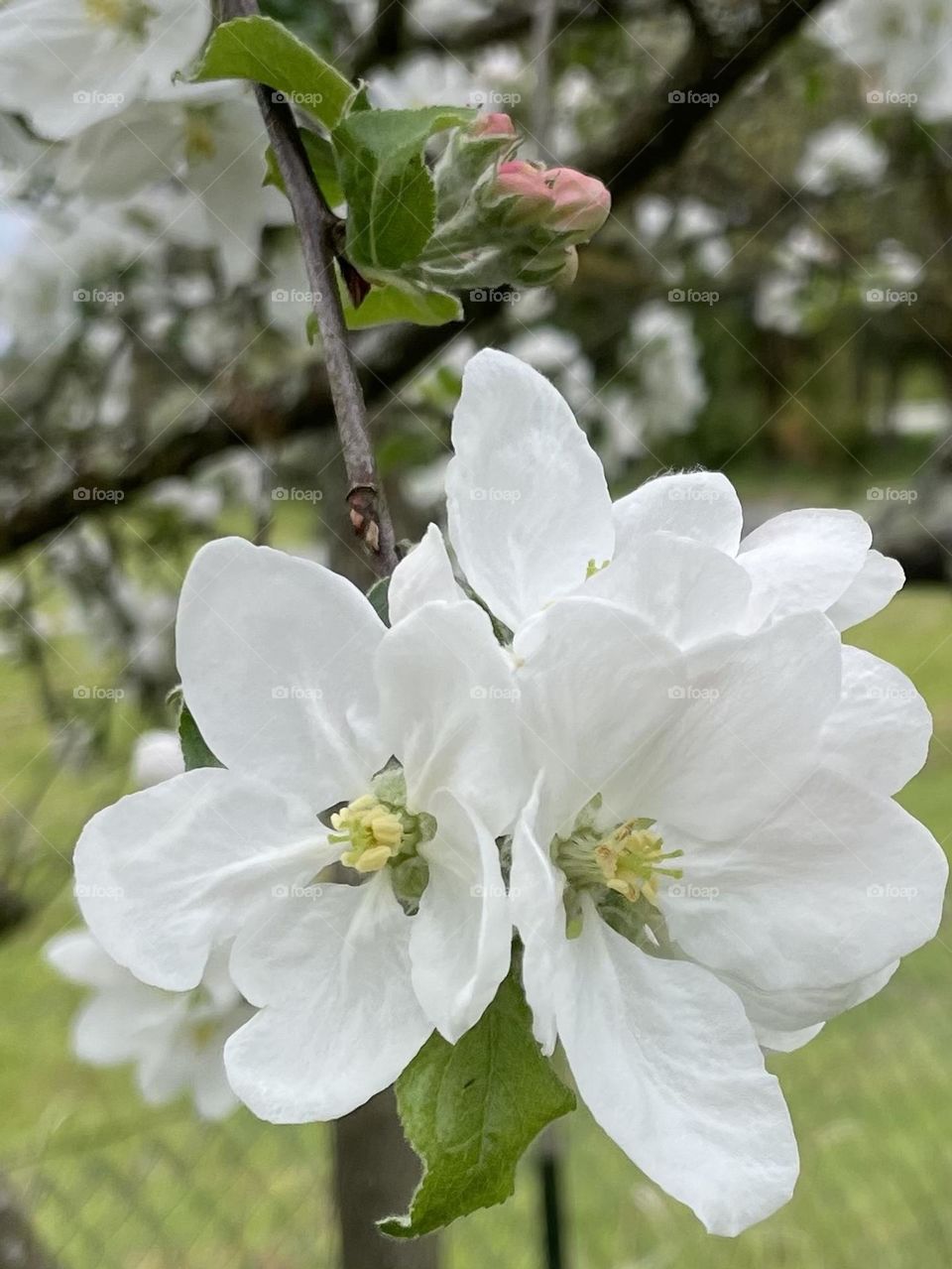 Apple blossoms in spring 