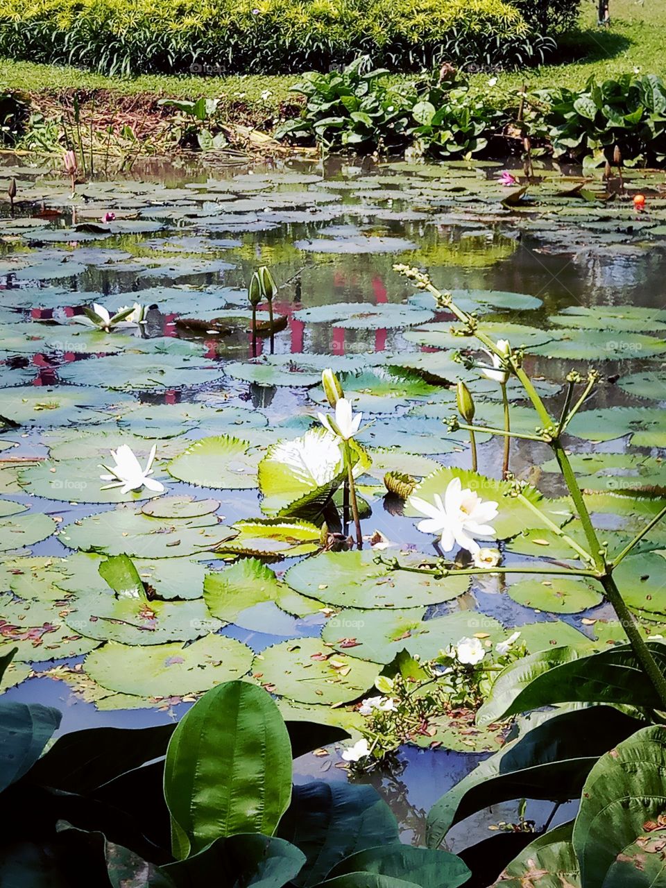 Lotuslake