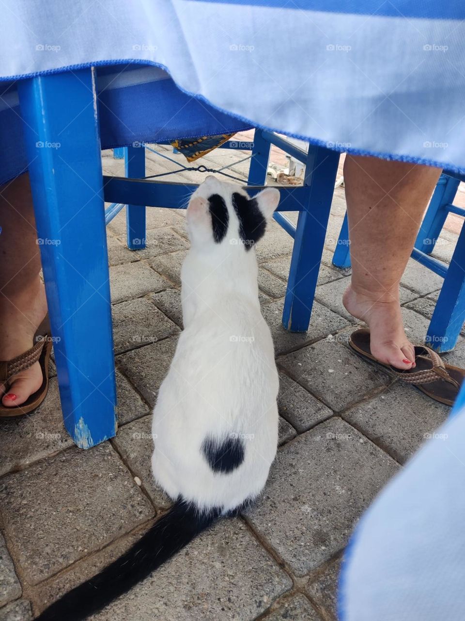 blue table legs. greek cat looking up under table. ladies feet under neath