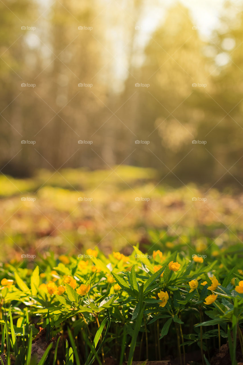 Spring flowers