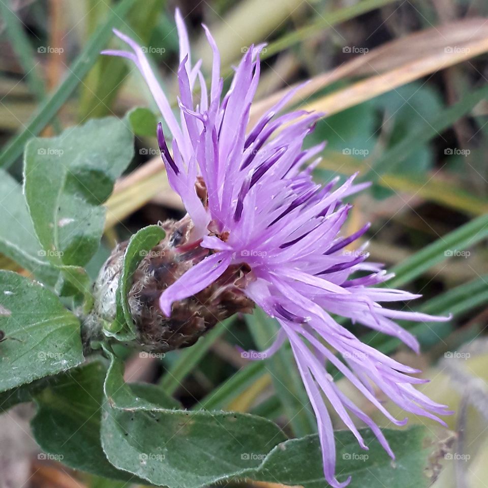 summer meadow plants in autumn   -  purple cornflower